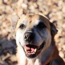 TARA, Hund, Deutscher Schäferhund-Mix in Radevormwald - Bild 14