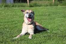 TARA, Hund, Deutscher Schäferhund-Mix in Radevormwald - Bild 15