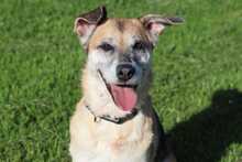 TARA, Hund, Deutscher Schäferhund-Mix in Radevormwald - Bild 16