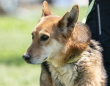 KOMLO, Hund, Mischlingshund in Ungarn
