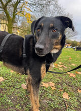 LISA, Hund, Mischlingshund in Solingen