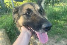 ALEK, Hund, Mischlingshund in Kaarst