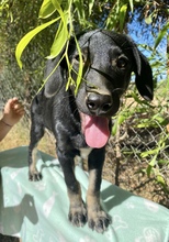 KARLI, Hund, Mischlingshund in Griechenland
