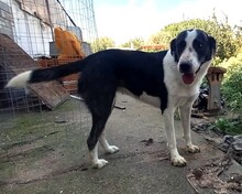 FARAH, Hund, Mischlingshund in Griechenland
