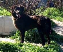 MANU, Hund, Herdenschutzhund-Mix in Griechenland