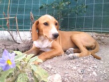 PRIYA, Hund, Jagdhund-Mix in Griechenland