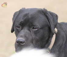MAX, Hund, Labrador-Mix? in Slowakische Republik