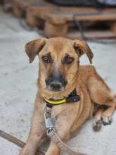 SELMA, Hund, Mischlingshund in Griechenland