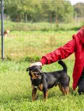 GIZMO, Hund, Mischlingshund in Polen - Bild 4