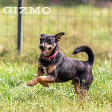 GIZMO, Hund, Mischlingshund in Polen - Bild 5