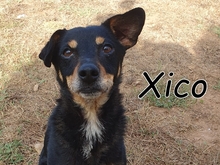 XICO, Hund, Mischlingshund in Portugal
