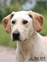 LOLITA, Hund, Labrador-Setter-Mix in Slowakische Republik