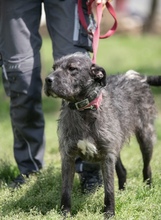 SZÜRKE, Hund, Mischlingshund in Heidelberg - Bild 1