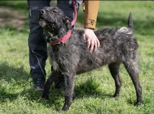 SZÜRKE, Hund, Mischlingshund in Heidelberg - Bild 2