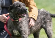 SZÜRKE, Hund, Mischlingshund in Heidelberg - Bild 3