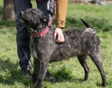 SZÜRKE, Hund, Mischlingshund in Heidelberg - Bild 4