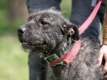 SZÜRKE, Hund, Mischlingshund in Heidelberg - Bild 5