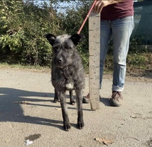 SZÜRKE, Hund, Mischlingshund in Heidelberg - Bild 6