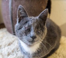 SILVIE, Katze, Russisch Blau-Mix in Bulgarien