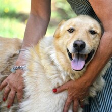 HACHIKO, Hund, Golden Retriever-Mix in Wedel