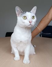 PISCIS, Katze, Europäisch Kurzhaar in Spanien