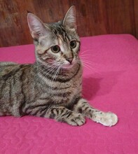 LALA, Katze, Hauskatze in Spanien