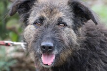 DANILE, Hund, West Highland White Terrier-Norfolk Terrier-Mix in Lohra-Reimershausen