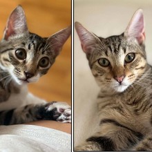 FRANKIEUNDGEORGE, Katze, Europäisch Kurzhaar in Bonn