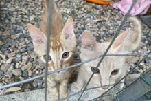 LENO, Katze, Europäisch Kurzhaar in Italien