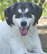 KEN, Hund, Mischlingshund in Griechenland