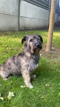 TEDDY, Hund, Mischlingshund in Hamburg