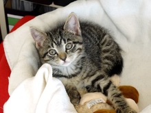 SHY, Katze, Europäisch Kurzhaar in Schwaan