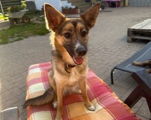 BELLA, Hund, Mischlingshund in Aerzen