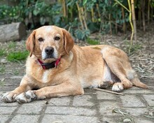 TENDERLY, Hund, Mischlingshund in Aerzen