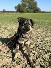 MADONNA, Hund, Mischlingshund in Löwenberger Land