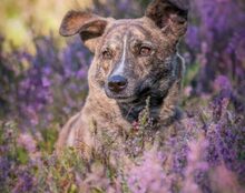 KONO, Hund, Mischlingshund in Niemetal