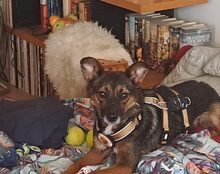 CORI, CA. 1.5 JAHRE, Hund, Mischlingshund in Kirchseeon
