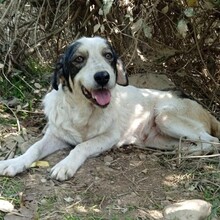 EMMA, Hund, Mischlingshund in Griechenland
