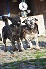 AXO, Hund, Mischlingshund in Slowakische Republik