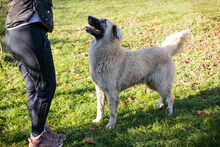 AYLA, Hund, Herdenschutzhund-Mix in Kroatien