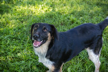 BANDIT, Hund, Mischlingshund in Kroatien