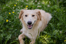 BAJAN, Hund, Mischlingshund in Kroatien