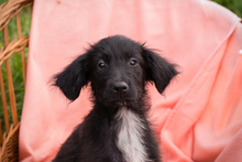 CHAKKA, Hund, Mischlingshund in Kroatien
