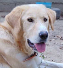 ODIE, Hund, Mischlingshund in Griechenland