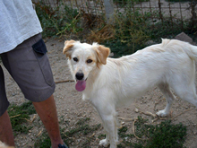 LANA, Hund, Mischlingshund in Burgthann