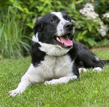 COOPER, Hund, Mischlingshund in Ulm - Bild 11