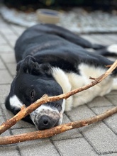 COOPER, Hund, Mischlingshund in Ulm - Bild 12
