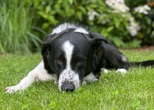 COOPER, Hund, Mischlingshund in Ulm - Bild 13