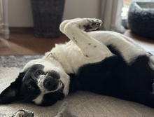 COOPER, Hund, Mischlingshund in Ulm - Bild 14