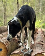 COOPER, Hund, Mischlingshund in Ulm - Bild 15